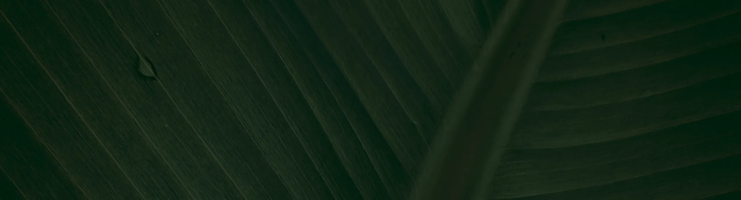 hero image optimized